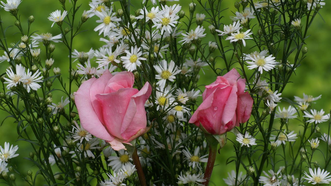 Rose Foto tapety (7) #2 - 1366x768