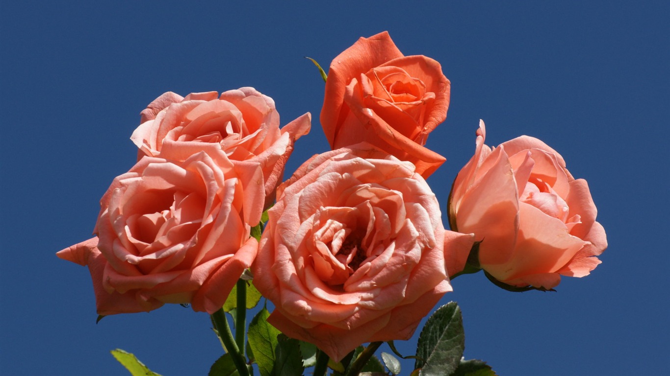 Rose Photo Wallpaper (7) #3 - 1366x768