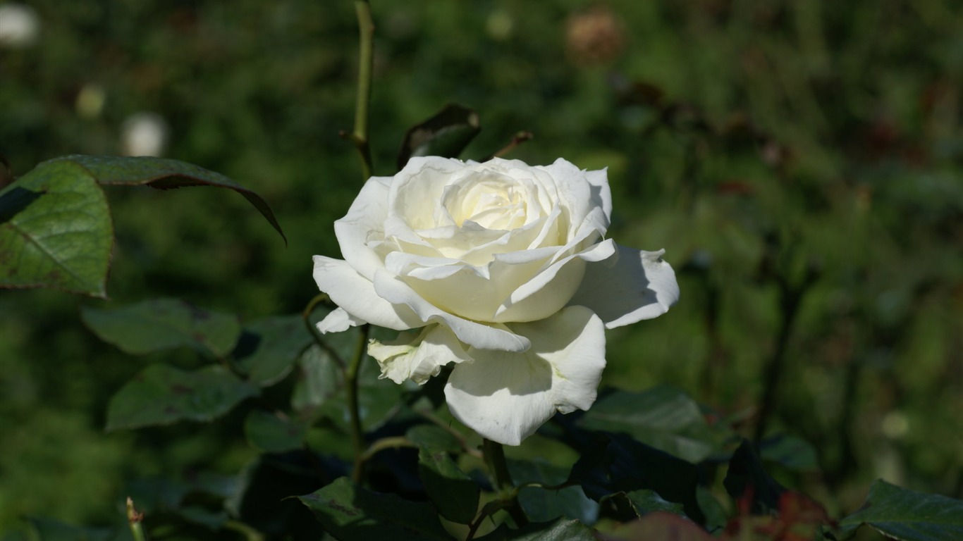 Rose Foto tapety (7) #14 - 1366x768