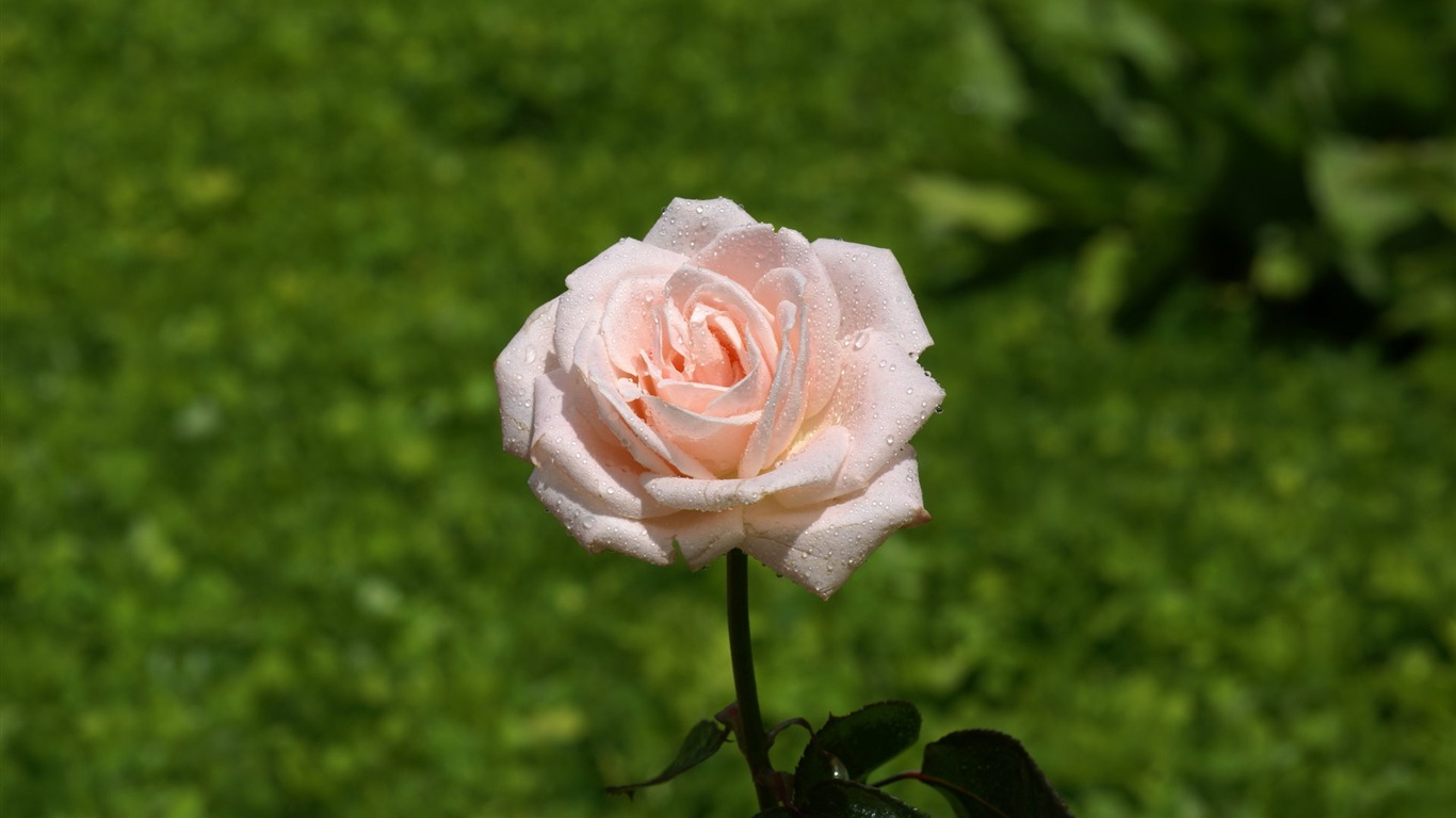 Rose Photo Wallpaper (7) #19 - 1366x768