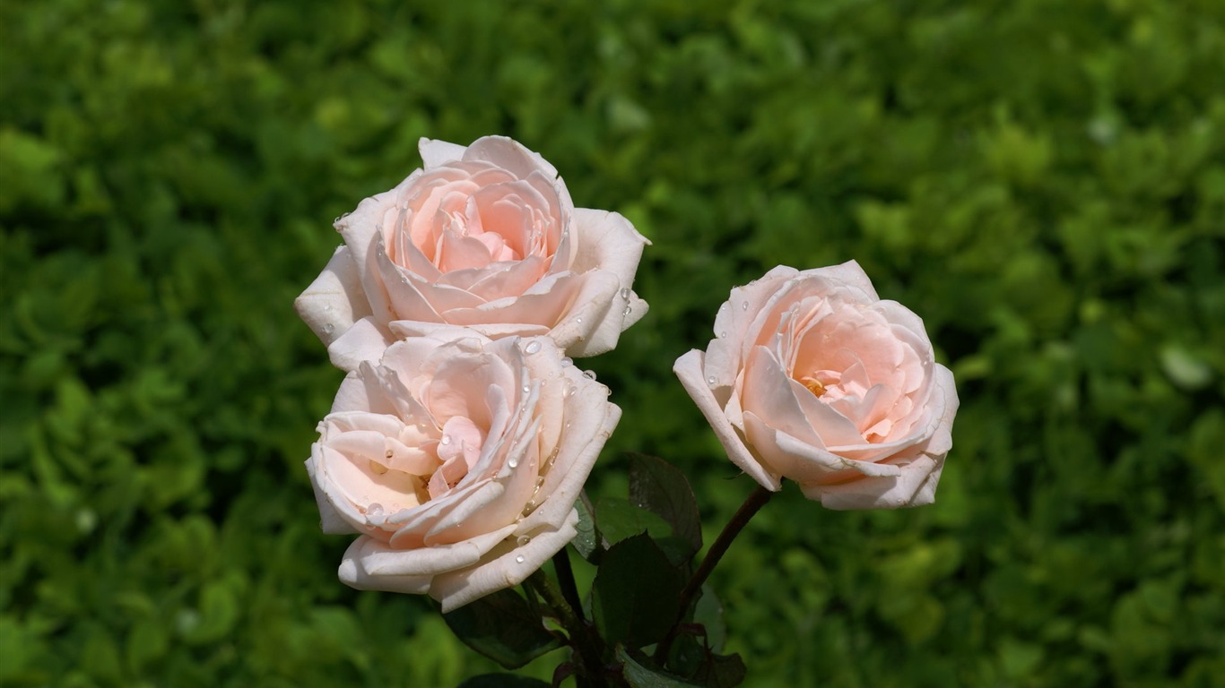 Rose Photo Wallpaper (7) #20 - 1366x768