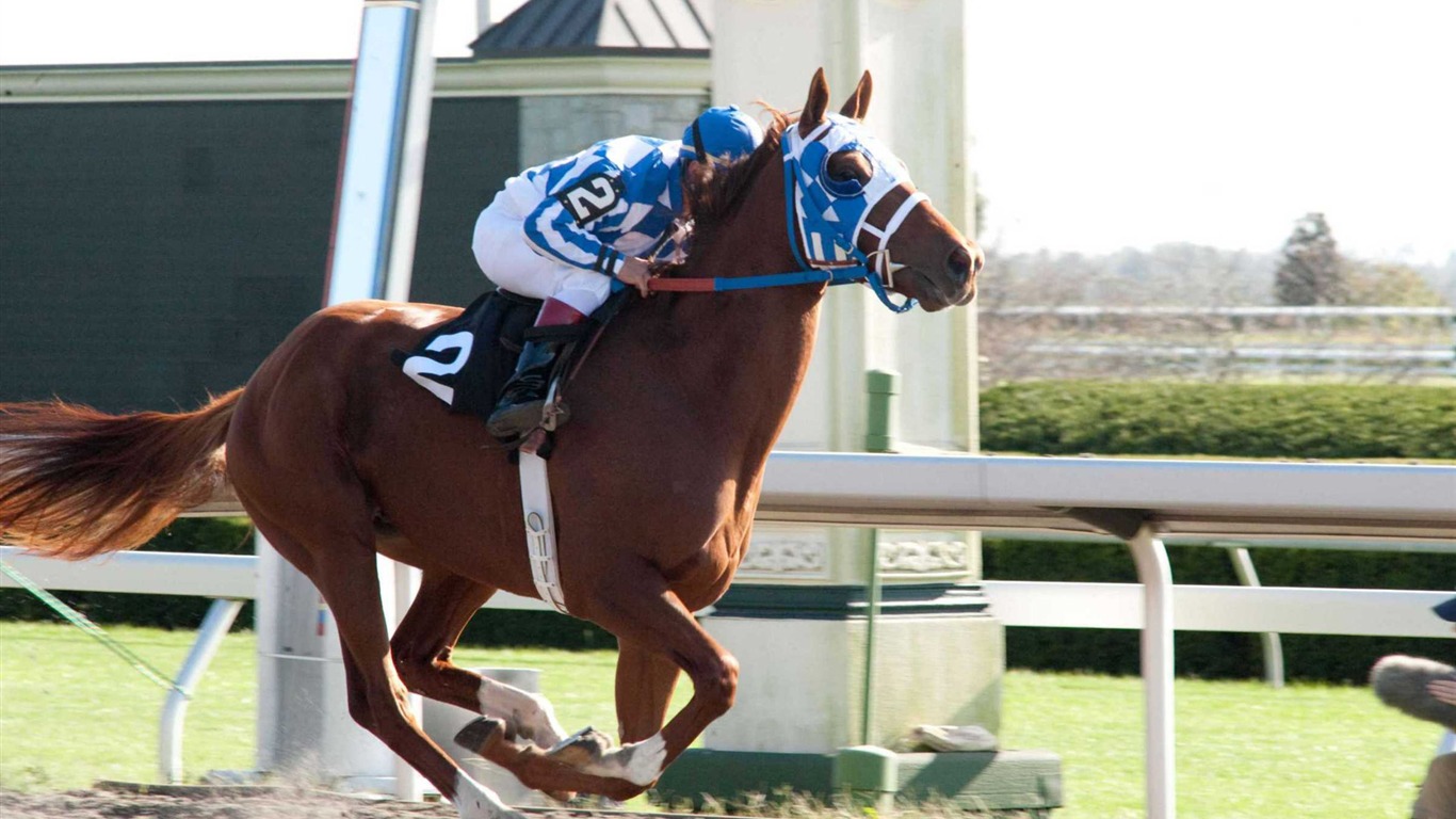 Secretariat 一代驕馬 高清壁紙(一) #5 - 1366x768