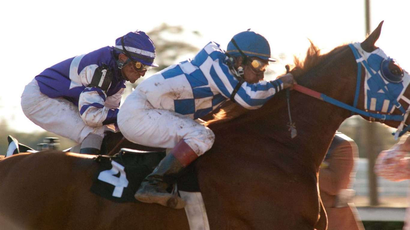 Secretariat HD wallpaper (1) #26 - 1366x768