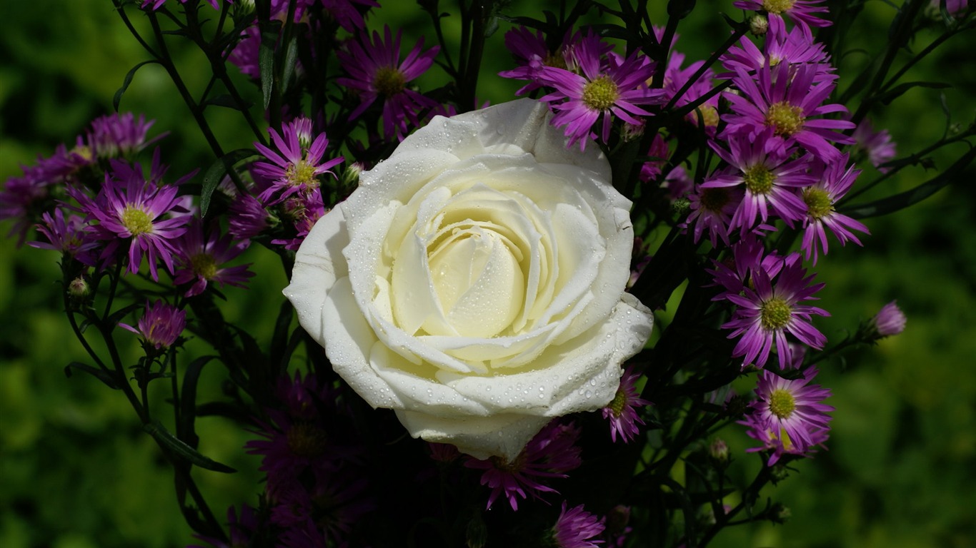 Rose Foto tapety (8) #2 - 1366x768