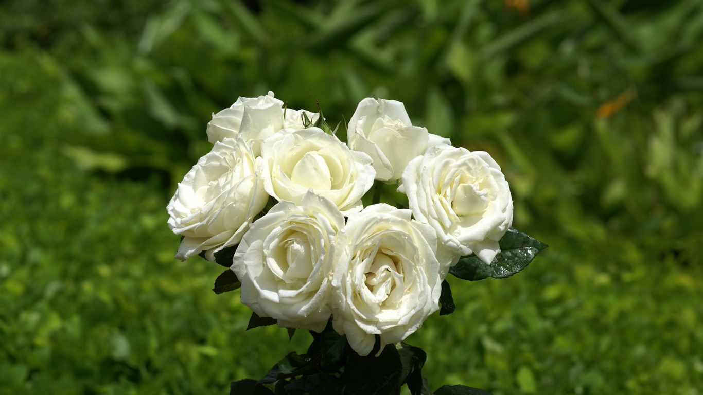 Rose Photo Wallpaper (8) #5 - 1366x768