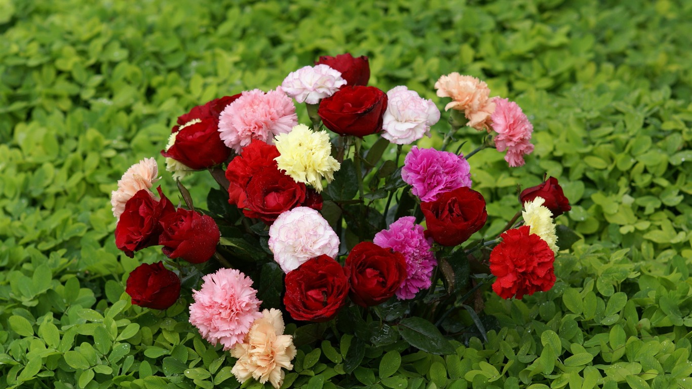Rose Foto tapety (8) #9 - 1366x768