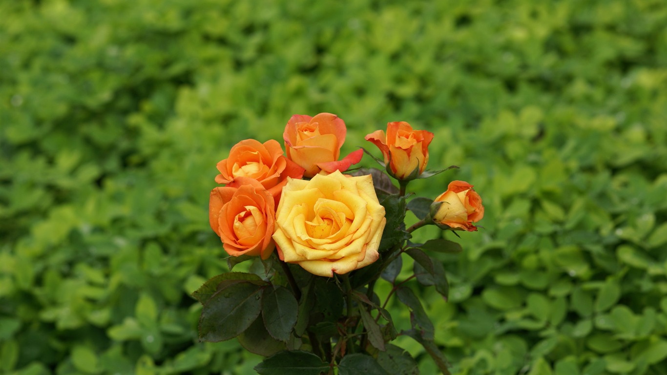 Rose Foto tapety (8) #10 - 1366x768
