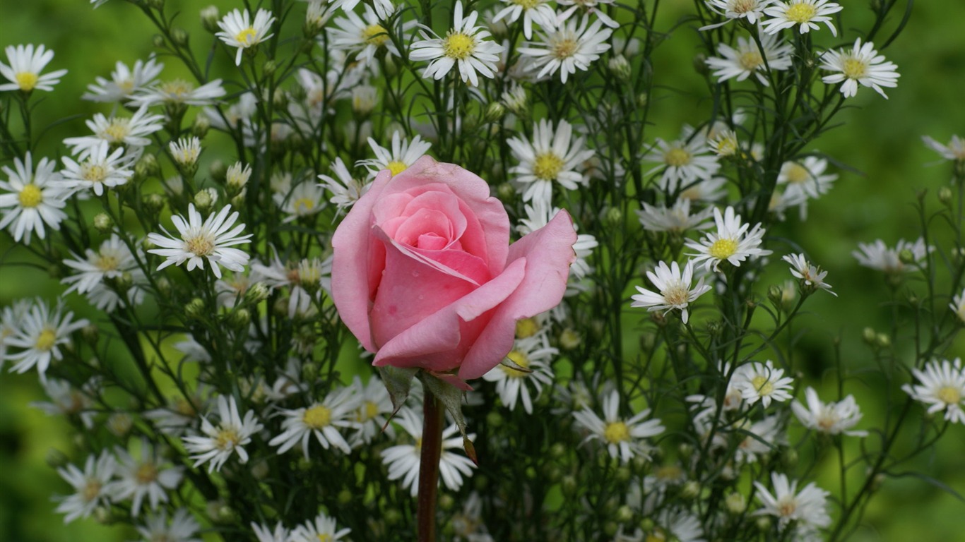 Rose Foto tapety (8) #12 - 1366x768