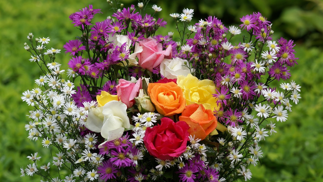 Rose Foto tapety (8) #20 - 1366x768