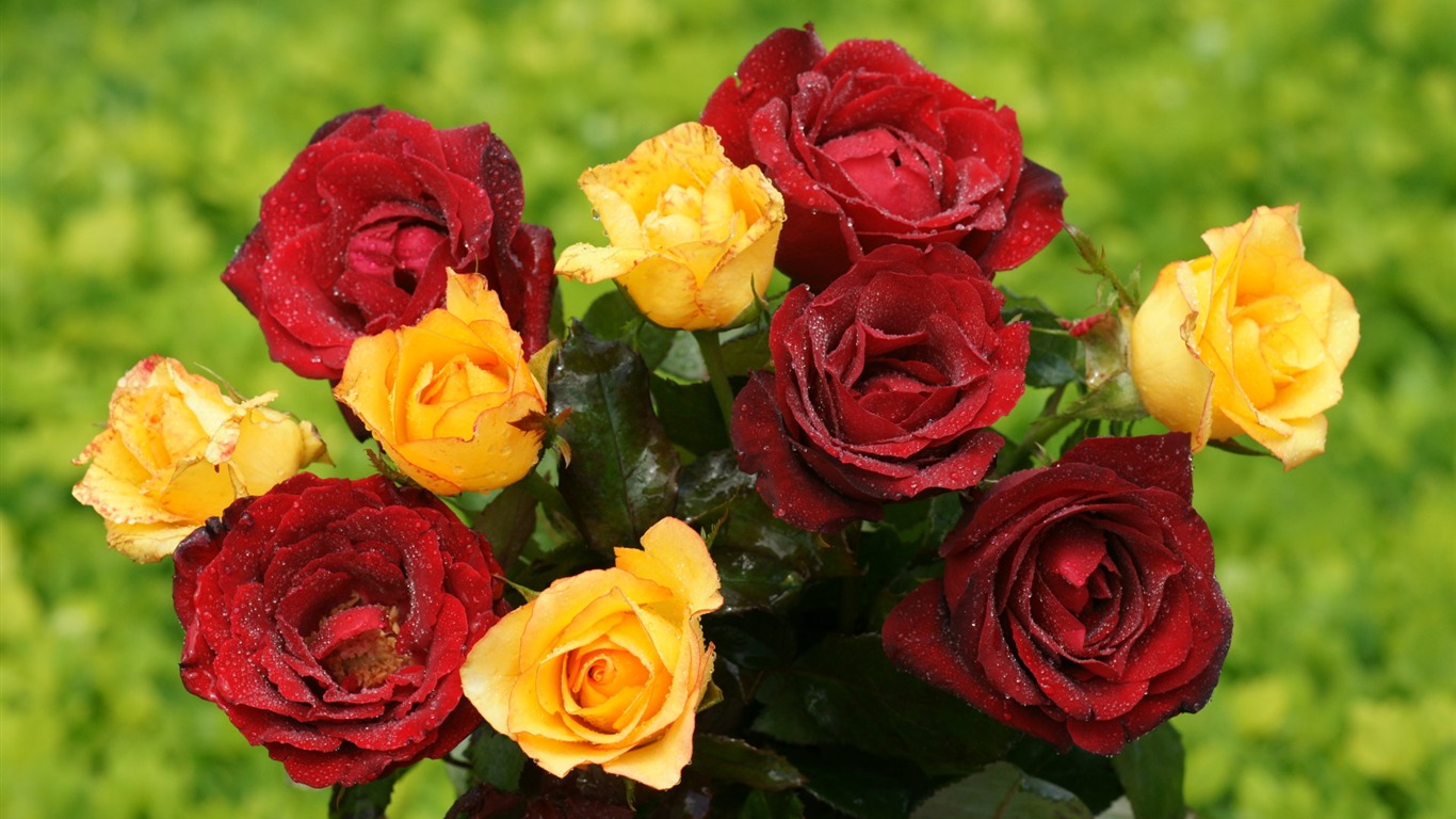 Rose Foto tapety (9) #4 - 1366x768