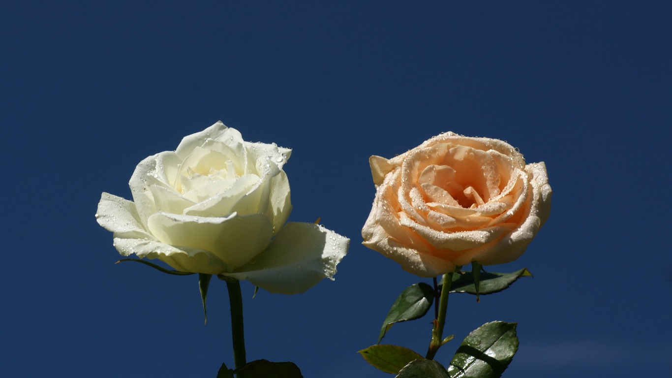 Rose Foto tapety (9) #5 - 1366x768