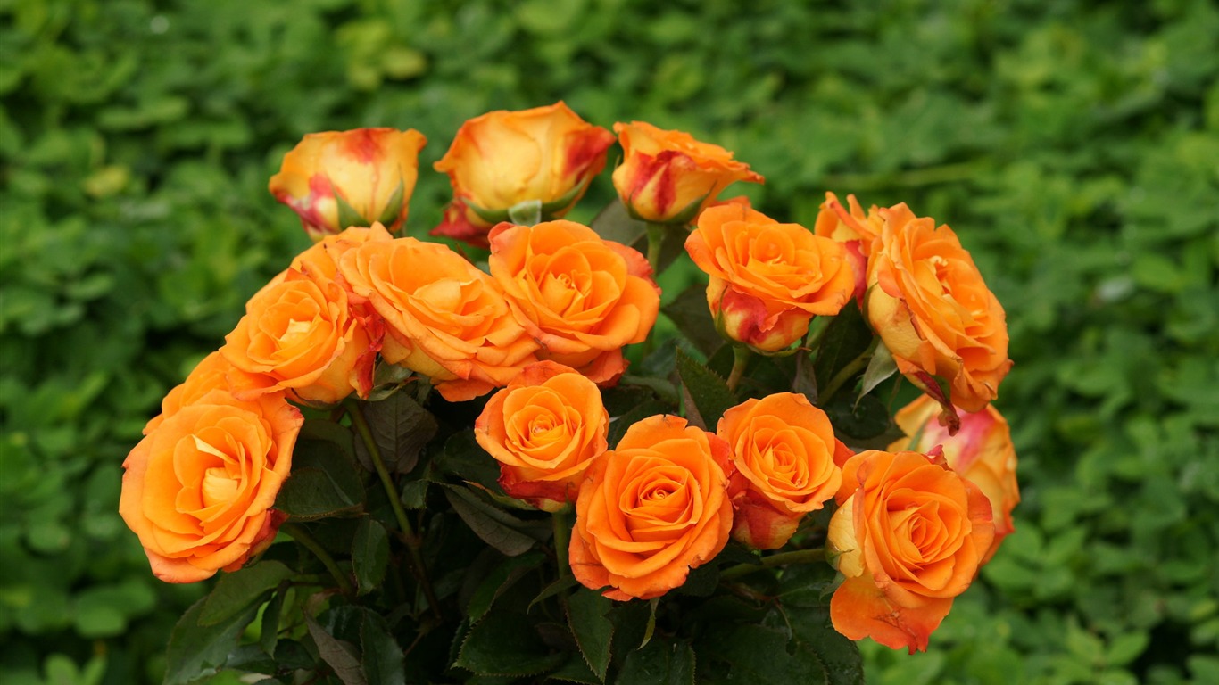 Rose Foto tapety (9) #13 - 1366x768