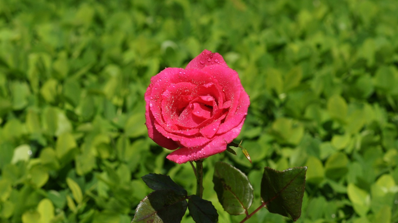 Rose Photo Wallpaper (9) #17 - 1366x768