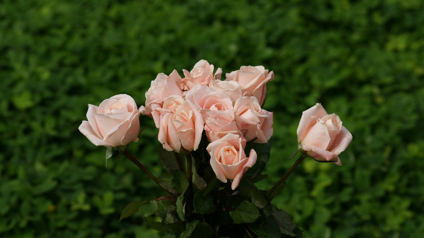 Rose Photo Wallpaper (9) #20 - 1366x768