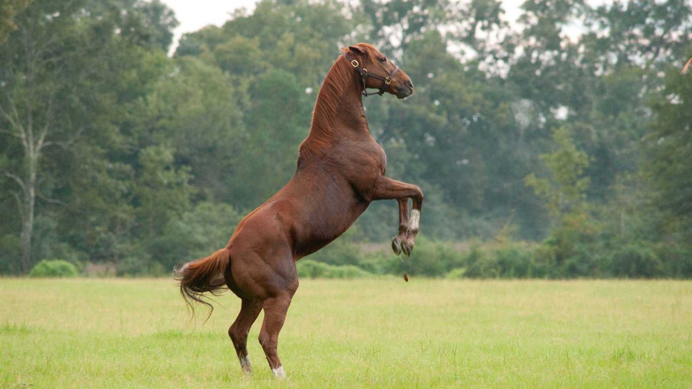 Secretariat 一代驕馬 高清壁紙(二) #22 - 1366x768