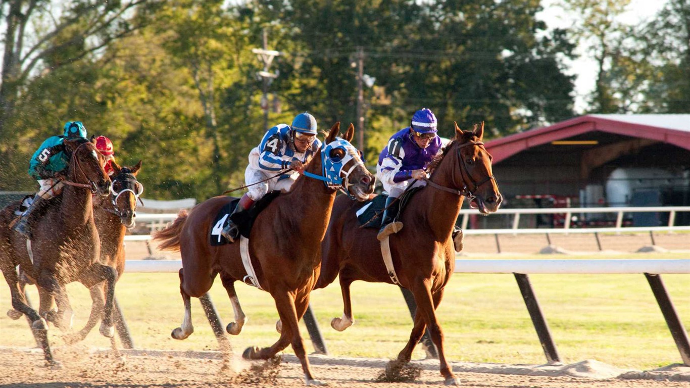 Secretariat 一代驕馬 高清壁紙(二) #28 - 1366x768