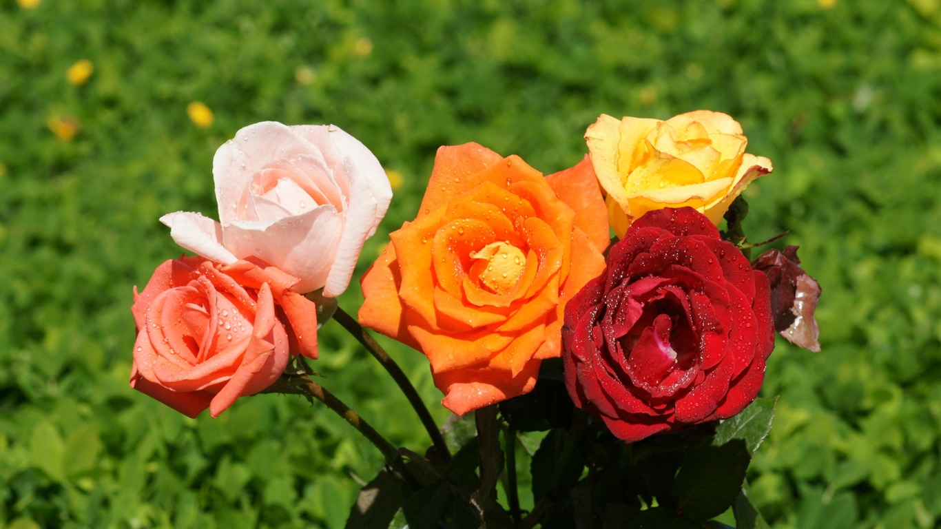 Rose Photo Wallpaper (10) #12 - 1366x768