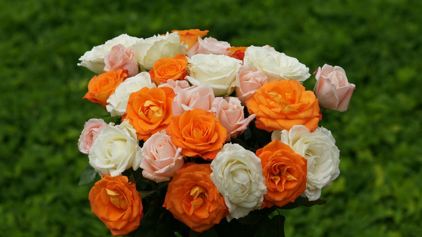 Rose Foto tapety (10) #15 - 1366x768