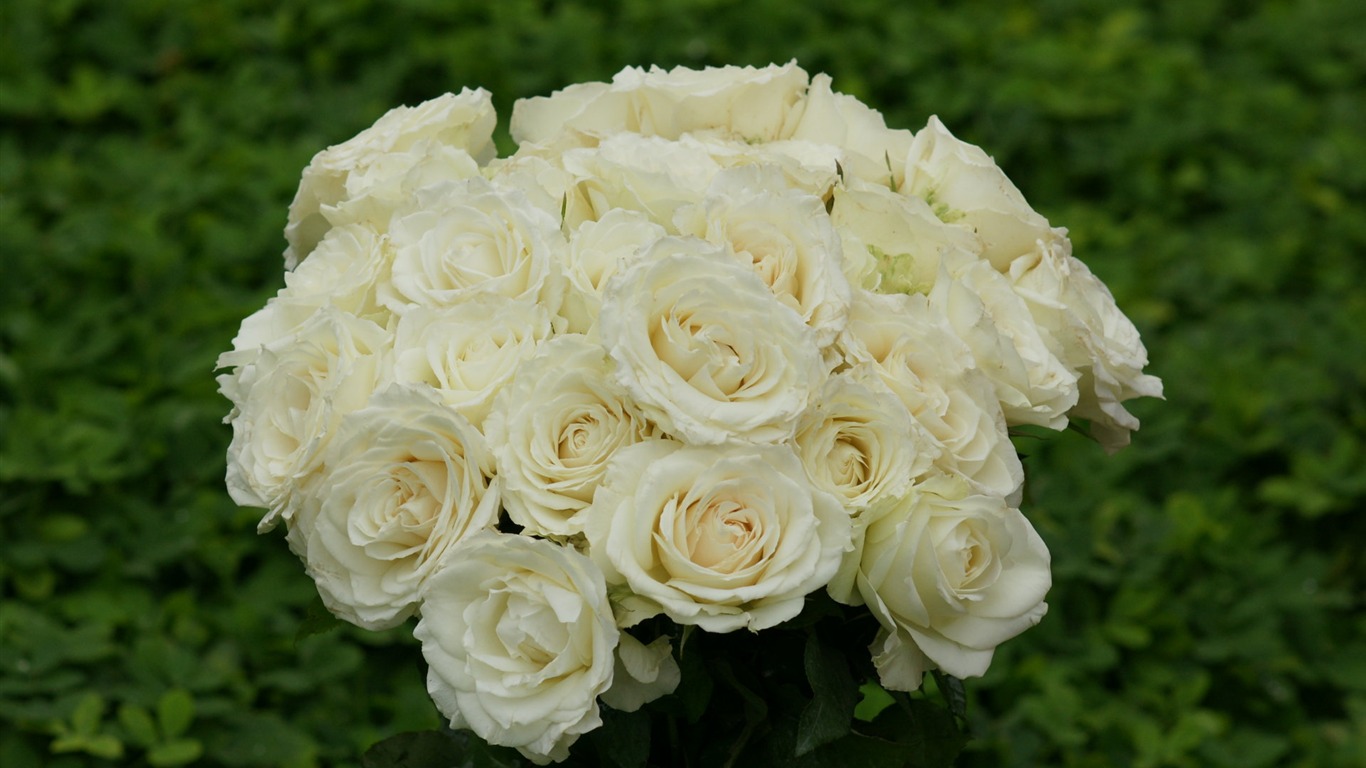 Rose Foto tapety (10) #18 - 1366x768