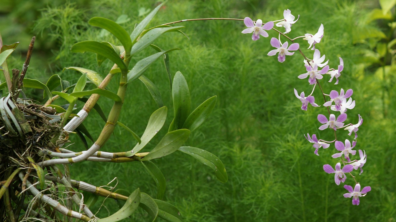 Orchid wallpaper photo (1) #4 - 1366x768