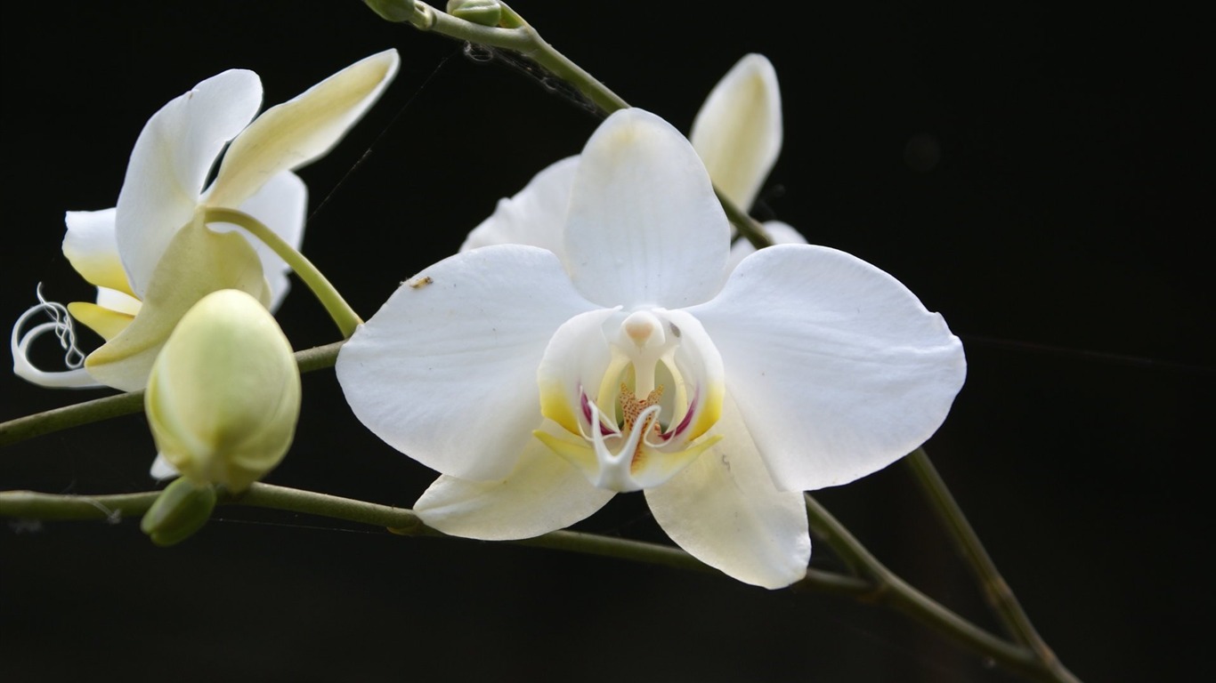 Orquídea foto de fondo de pantalla (1) #9 - 1366x768
