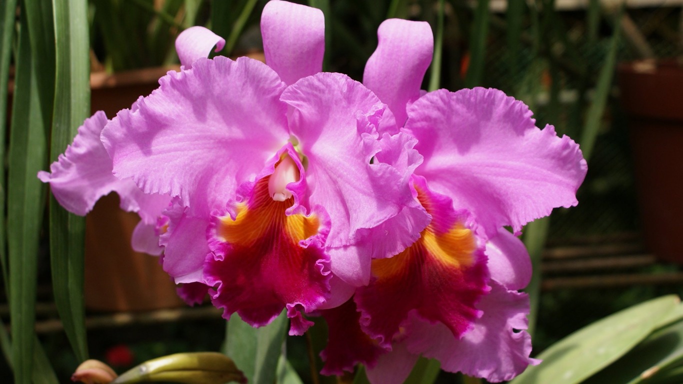 Orchidej tapety foto (1) #14 - 1366x768