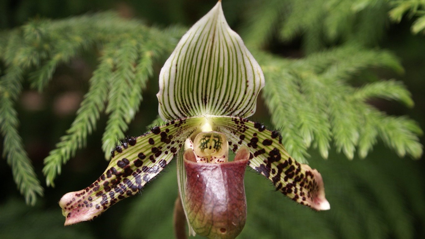 Orchidej tapety foto (1) #15 - 1366x768