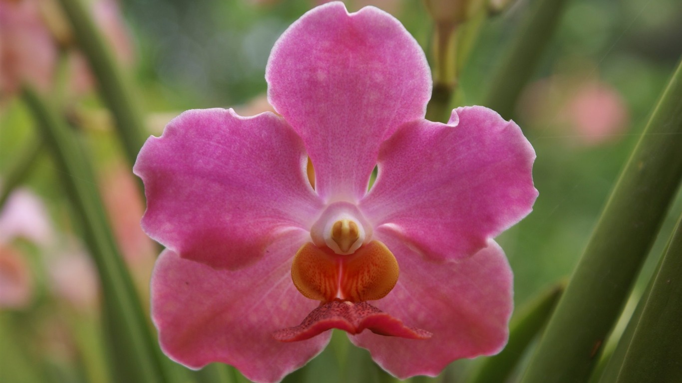 Orquídea foto de fondo de pantalla (1) #19 - 1366x768