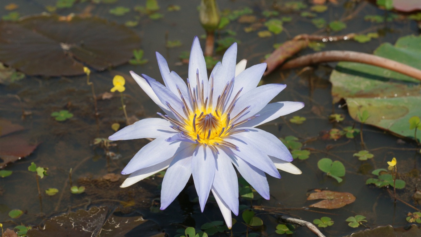 Lotus fondos de escritorio de la foto (1) #2 - 1366x768