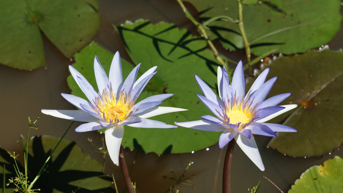 蓮花寫真 壁紙(一) #4 - 1366x768