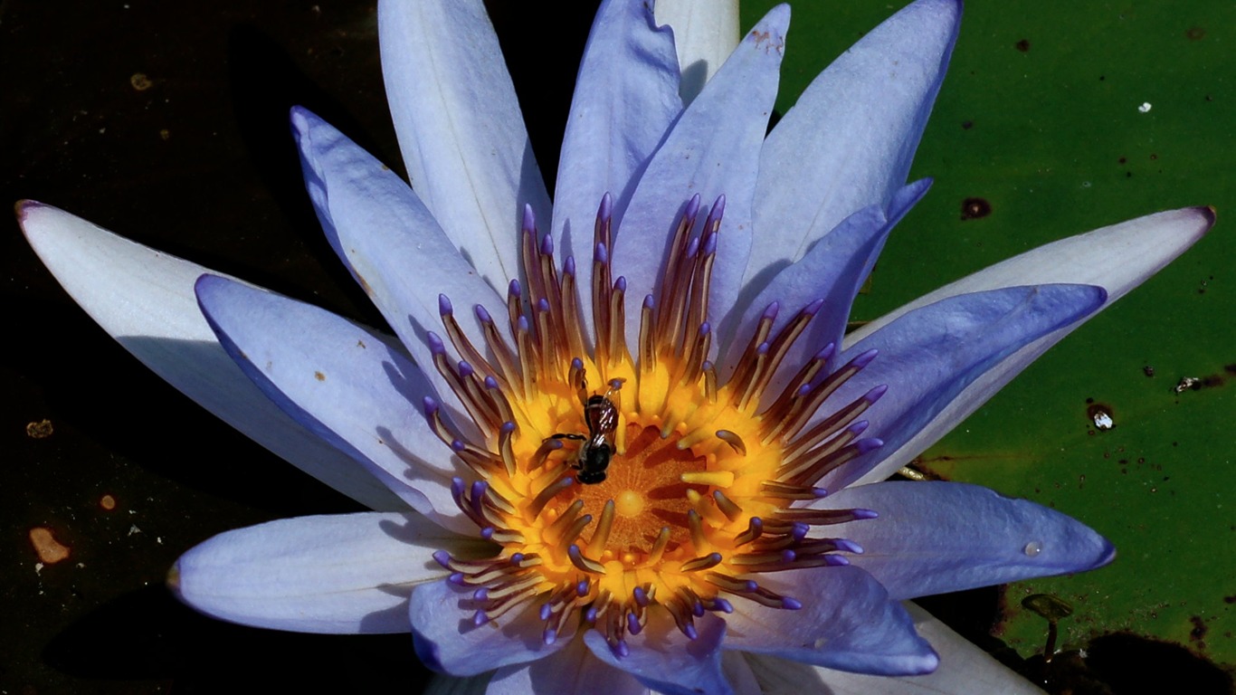 Lotus tapety foto (1) #5 - 1366x768