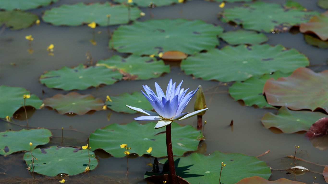 Lotus photo wallpaper (1) #6 - 1366x768