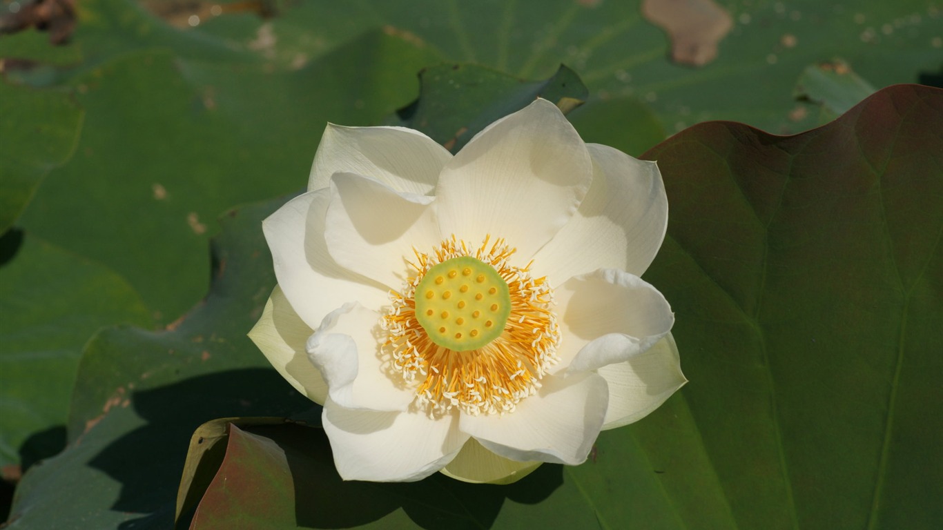 Lotus photo wallpaper (1) #13 - 1366x768