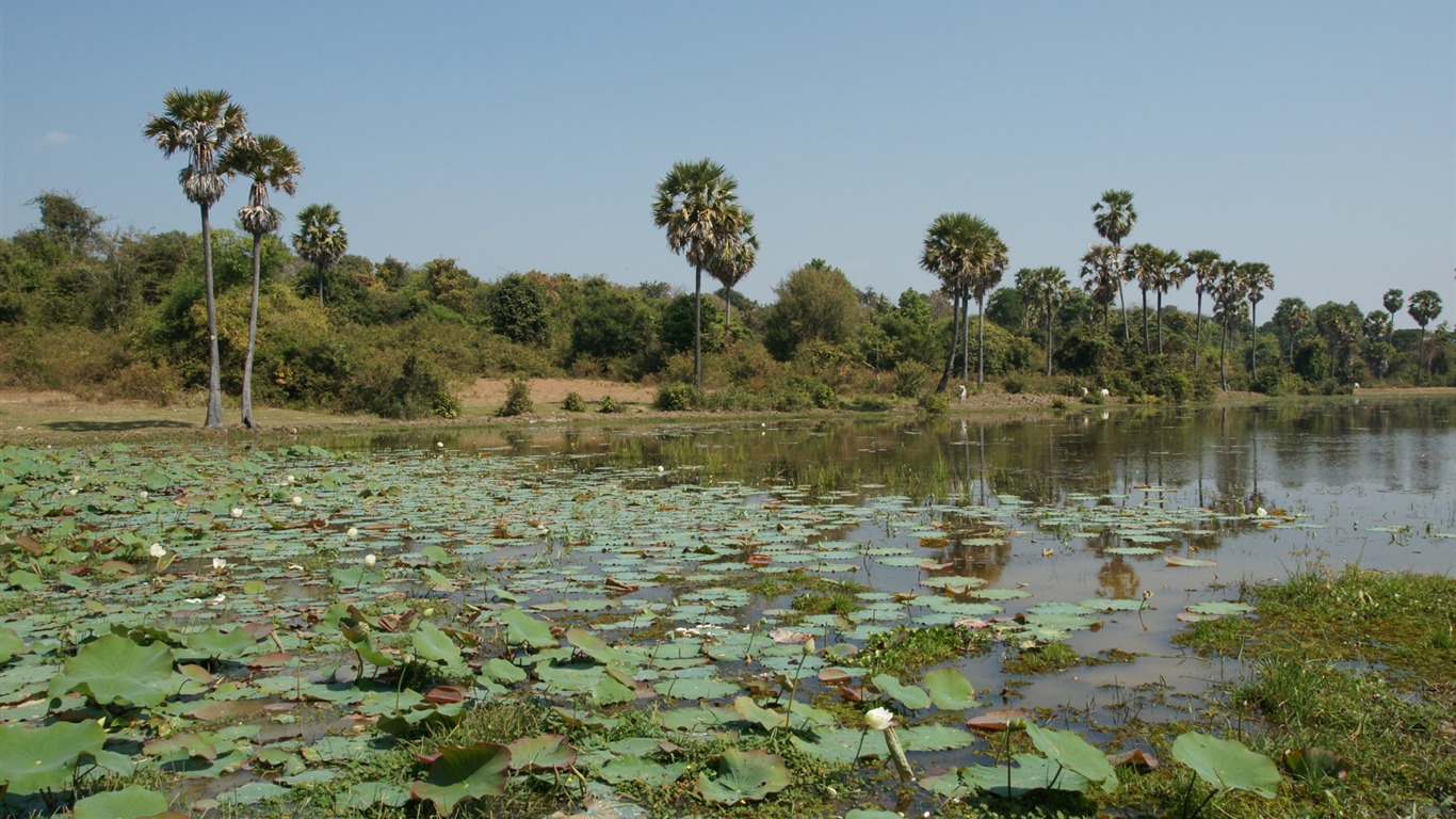 Lotus photo wallpaper (1) #14 - 1366x768