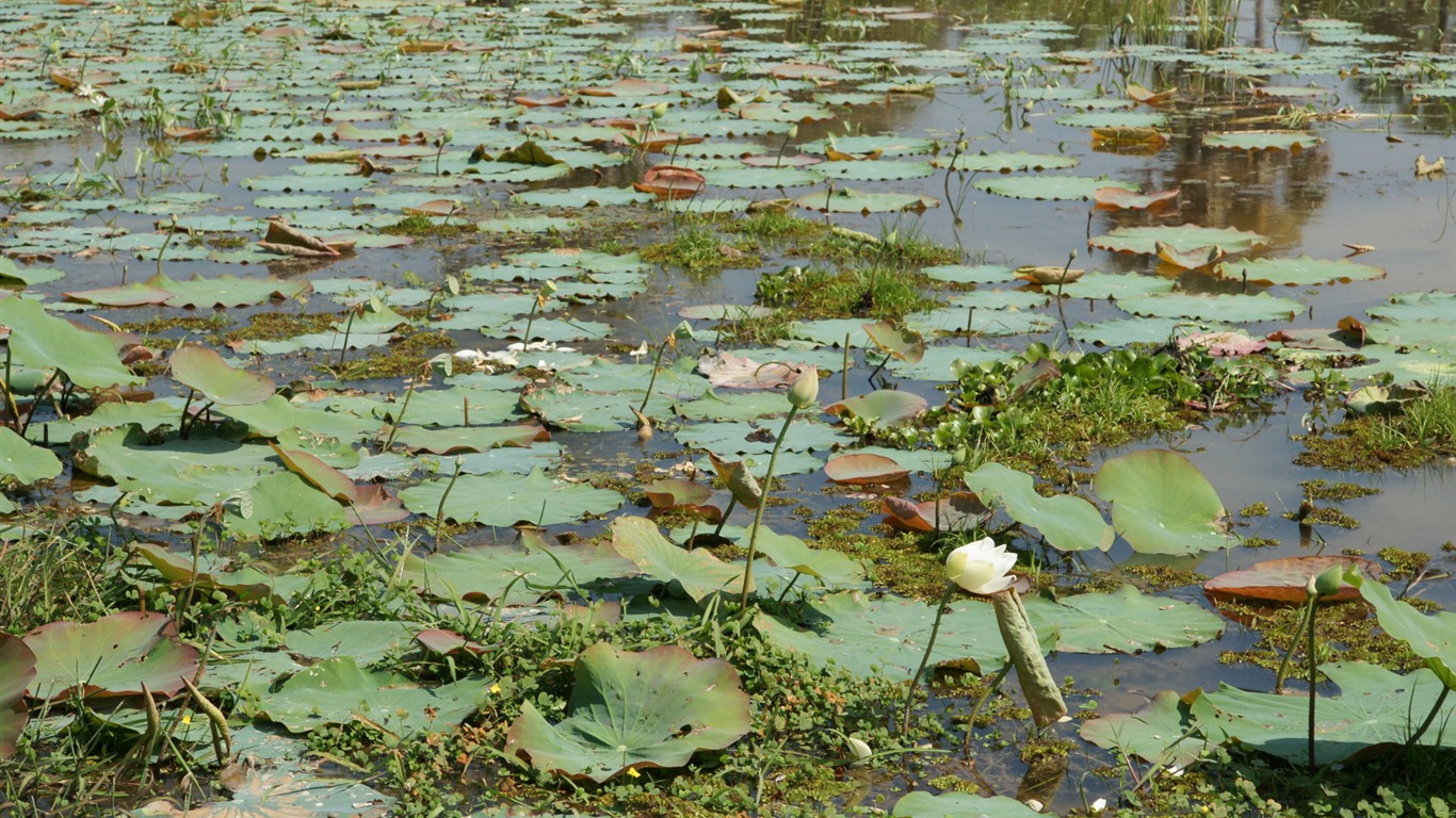 Lotus fondos de escritorio de la foto (1) #16 - 1366x768