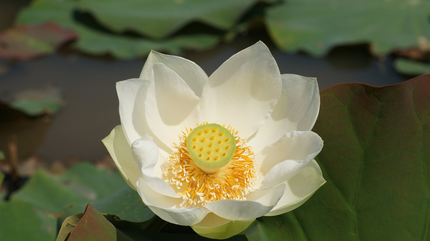 Lotus photo wallpaper (1) #18 - 1366x768