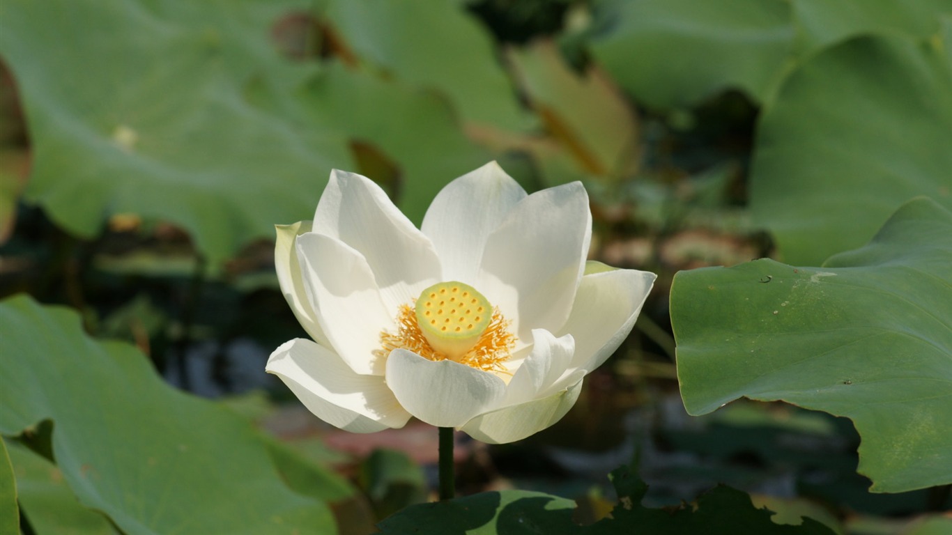 Lotus photo wallpaper (1) #19 - 1366x768