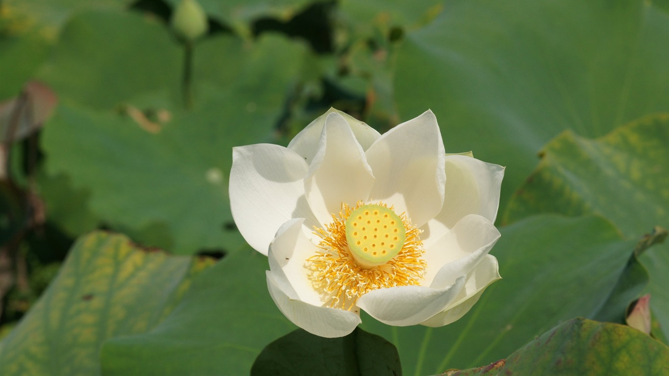 Lotus tapety foto (1) #20 - 1366x768