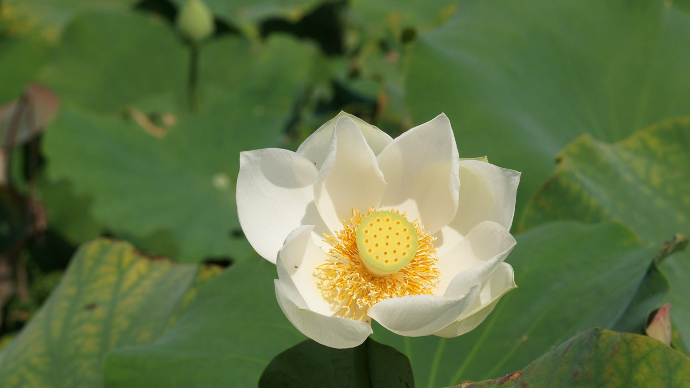 Lotus photo wallpaper (1) #20 - 1366x768