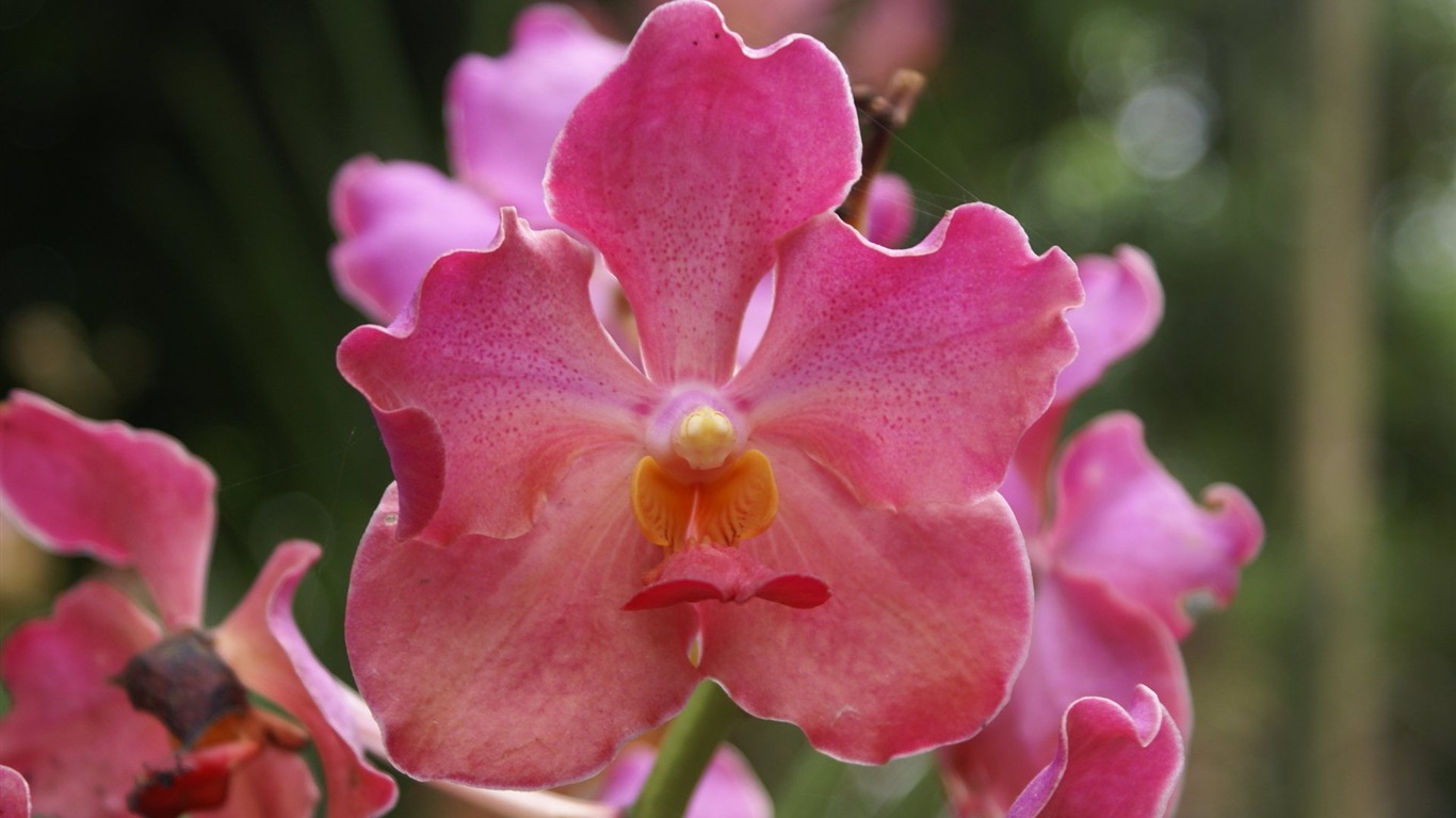 Orquídea foto de fondo de pantalla (2) #1 - 1366x768