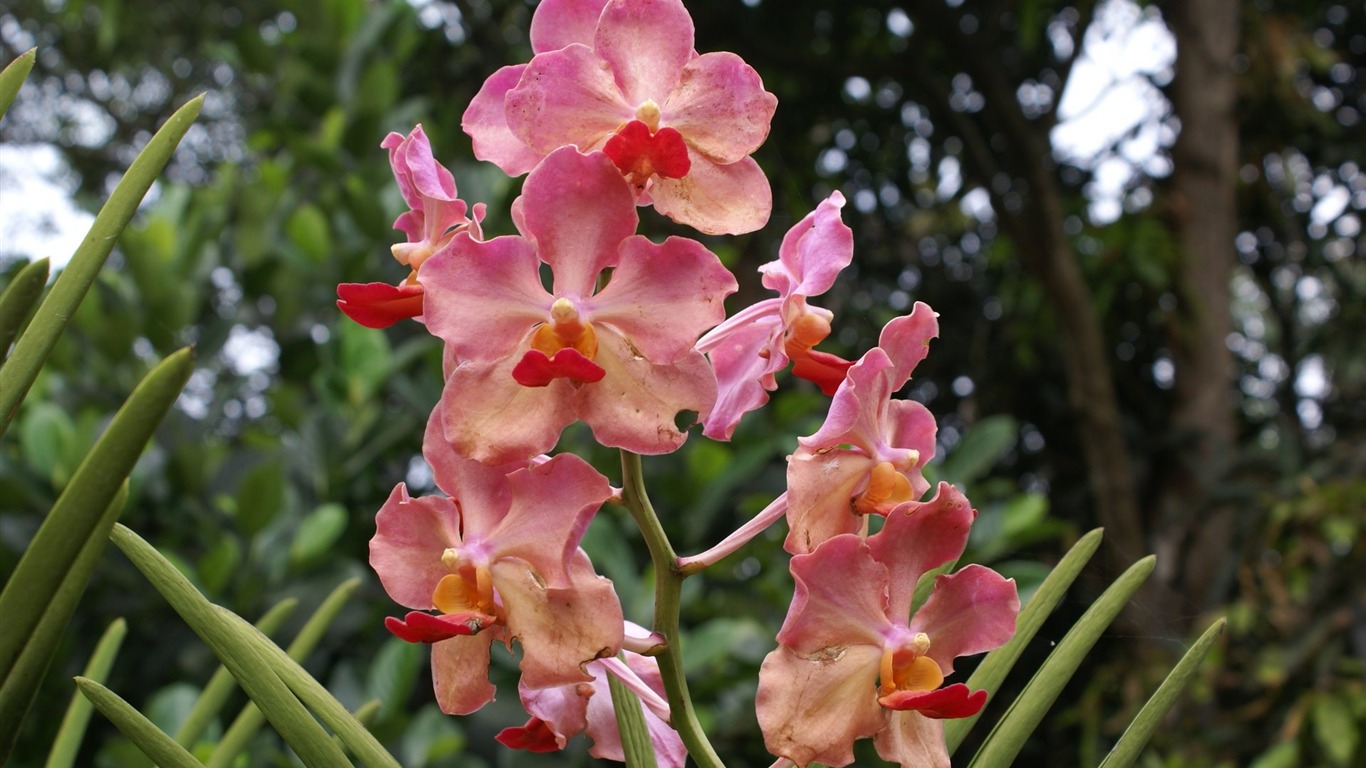 Orquídea foto de fondo de pantalla (2) #2 - 1366x768