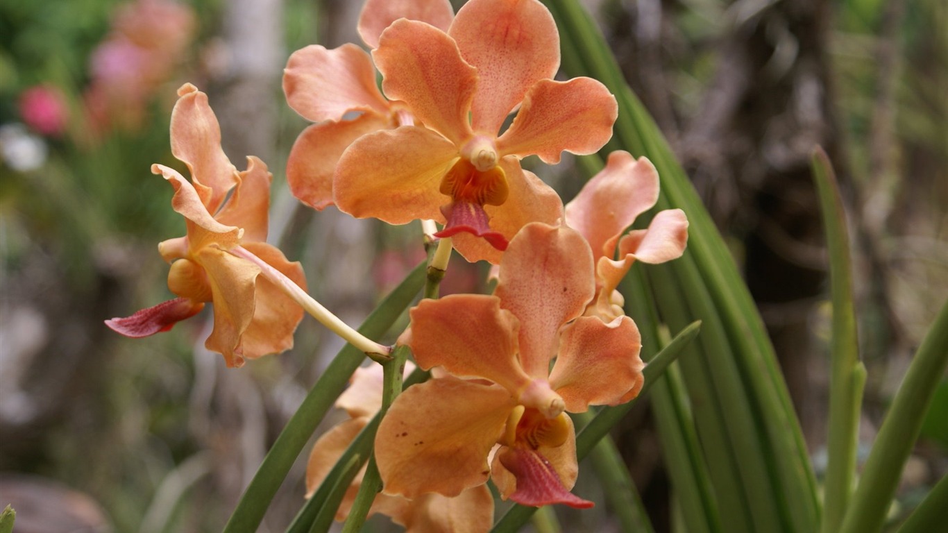 Orquídea foto de fondo de pantalla (2) #3 - 1366x768