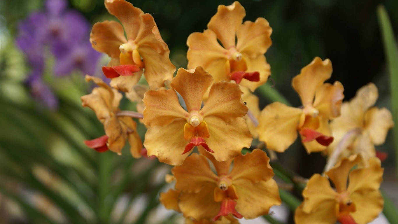 Orquídea foto de fondo de pantalla (2) #5 - 1366x768