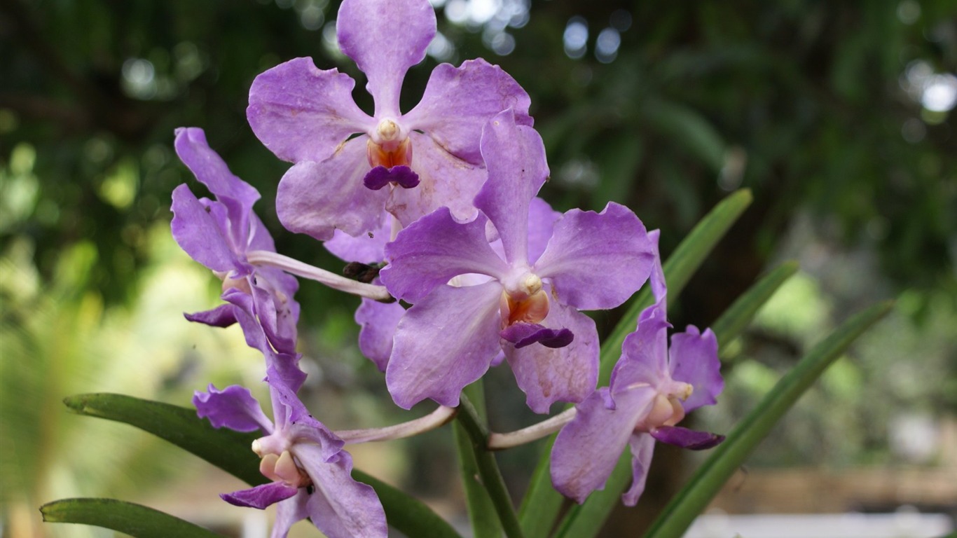 Orchid wallpaper photo (2) #6 - 1366x768