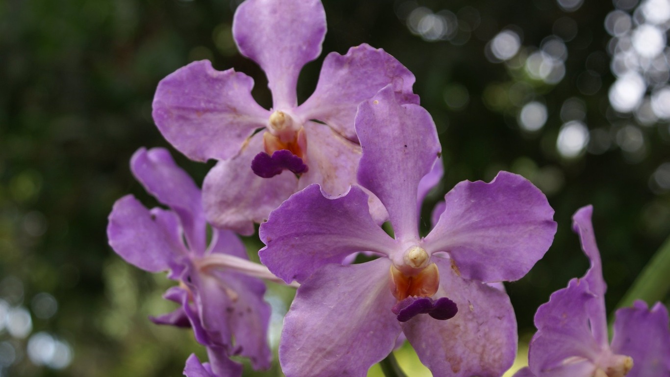Orquídea foto de fondo de pantalla (2) #7 - 1366x768