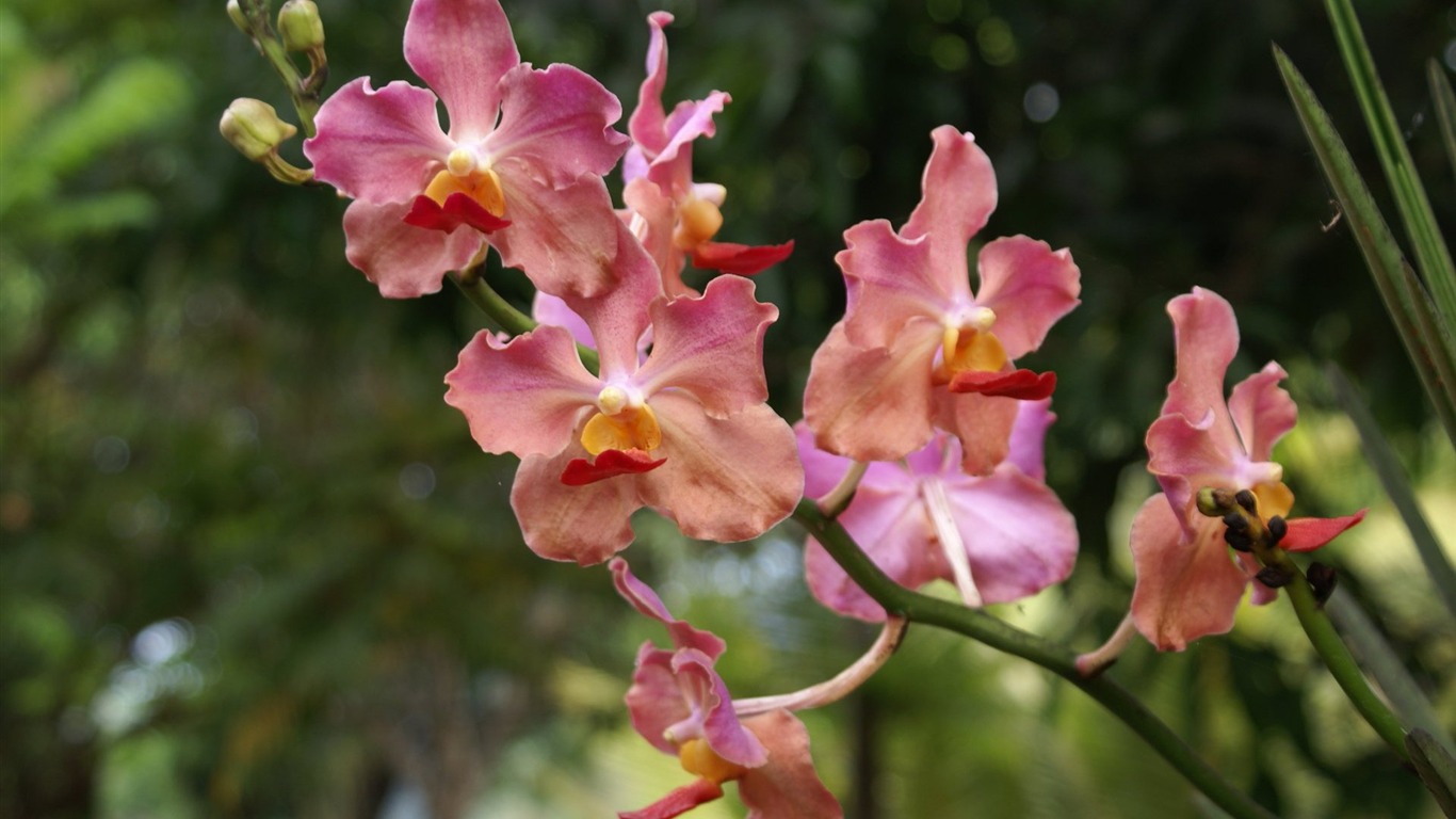 Orquídea foto de fondo de pantalla (2) #8 - 1366x768
