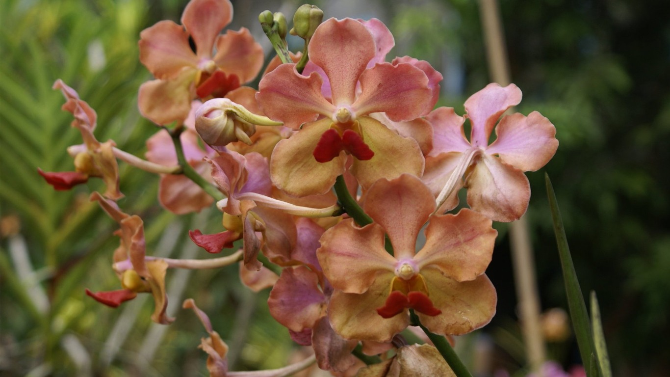 Orchidej tapety foto (2) #10 - 1366x768