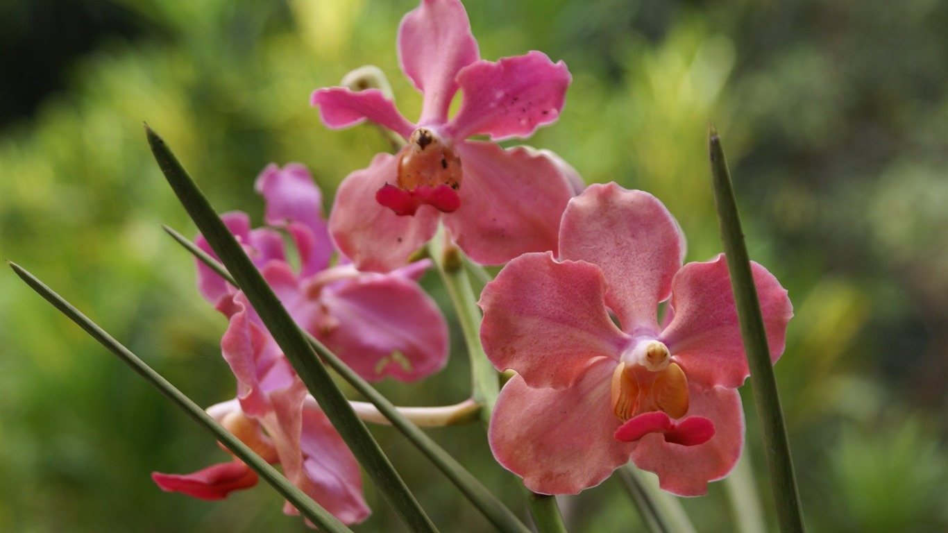 Orquídea foto de fondo de pantalla (2) #12 - 1366x768