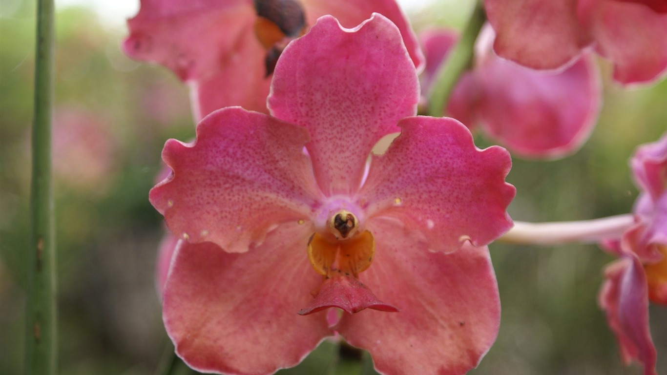 Orquídea foto de fondo de pantalla (2) #13 - 1366x768