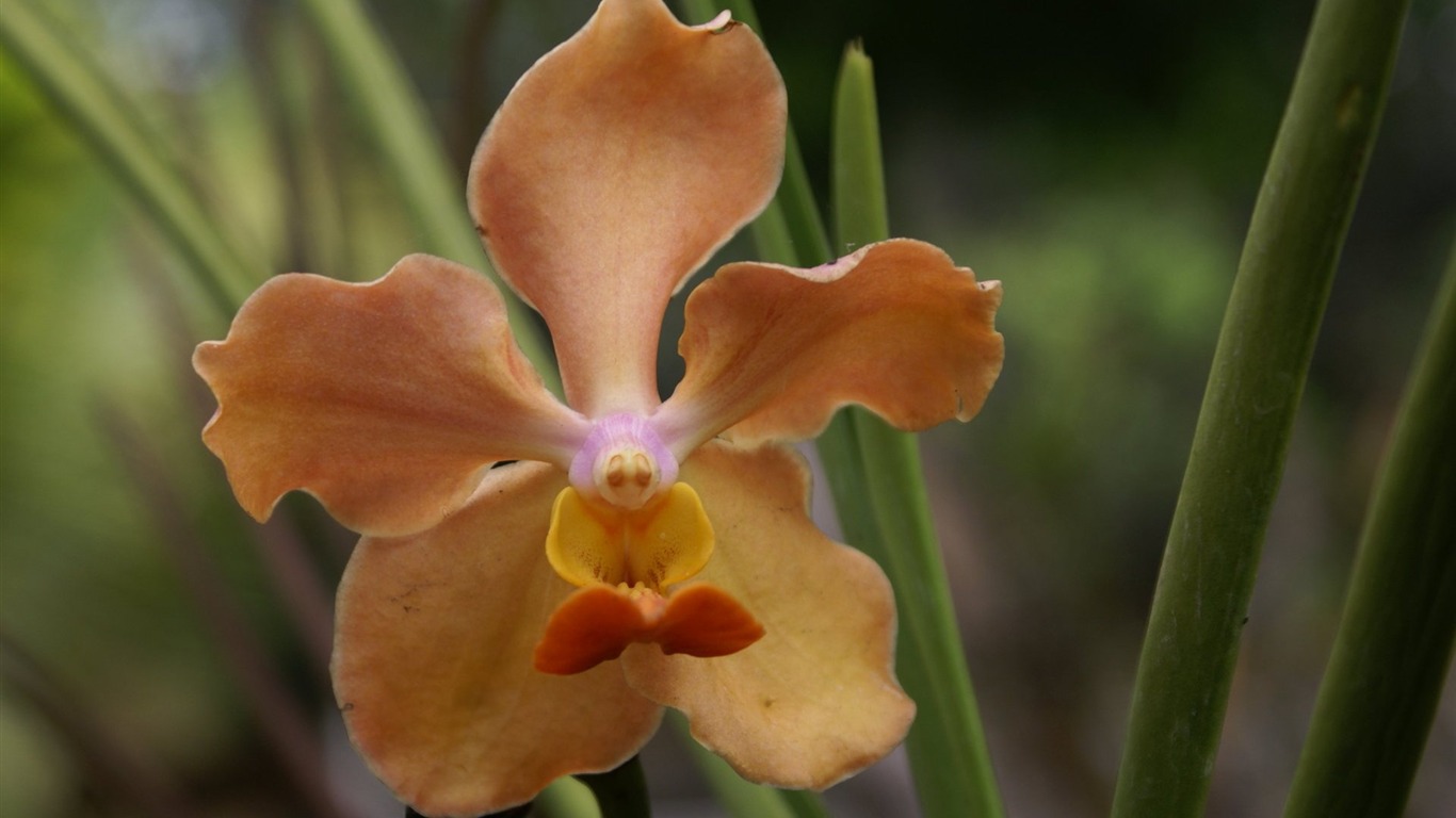 Orquídea foto de fondo de pantalla (2) #14 - 1366x768